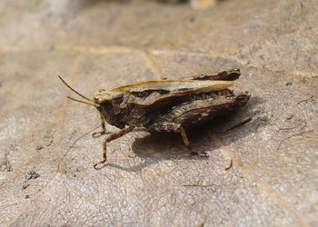 Gemeine Dornschrecke (Tetrix undulata) - © Anton Koschuh